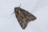 Oligia sp.